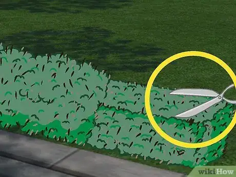 Image titled Plant a Beech Hedge Step 18