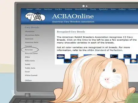 Image titled Prepare a Guinea Pig for Show Step 5