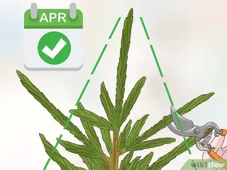 Image titled Prune Evergreen Trees Step 12