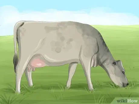 Image titled Identify Shorthorn Cattle Step 4