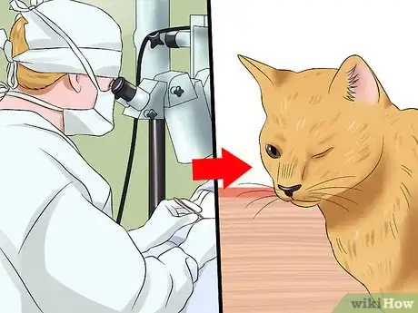 Image titled Treat Feline Retinal Disease Step 7