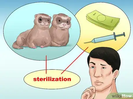 Image titled Decide if a Ferret Is the Right Pet for You Step 13