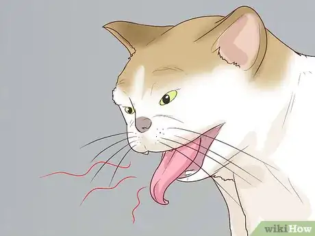 Image titled Handle Brachycephalic Airway Syndrome in Cats Step 8