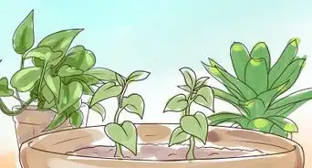 Rejuvenate an Overgrown Houseplant