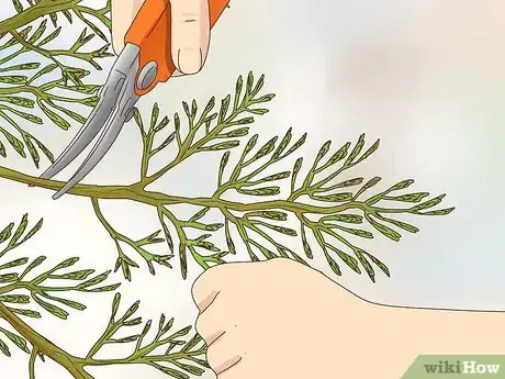 Image titled Prune Evergreen Trees Step 14