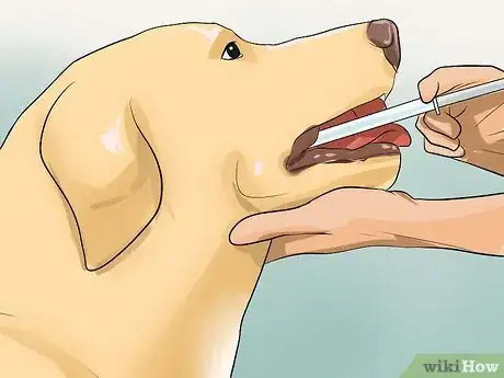 Image titled Prevent Whipworms in Dogs Step 3