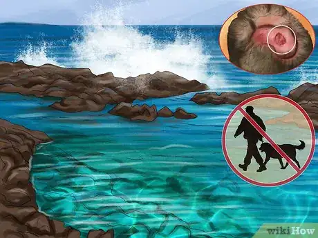 Image titled Care for Your Dog on the Beach Step 14