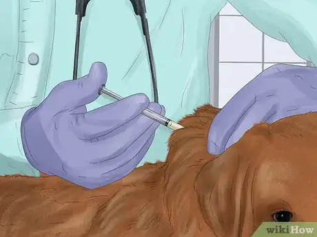 Image titled Treat a Dog for Rabies Step 19