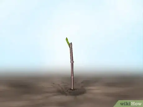 Image titled Plant Confederate Jasmine Step 14