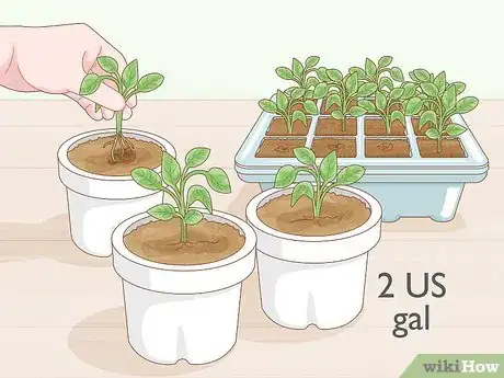Image titled Grow Tobacco Inside Step 10