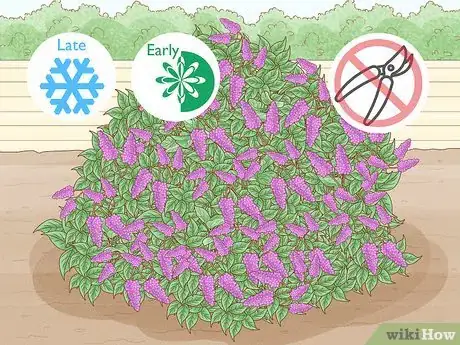 Image titled Trim an Overgrown Lilac Bush Step 2