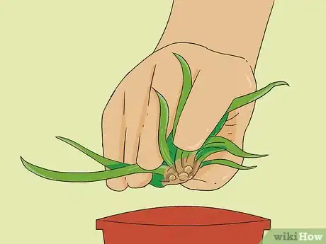 Image titled Propagate Baby Spider Plants Step 5