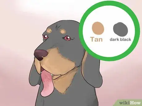 Image titled Identify a Black and Tan Coonhound Step 1