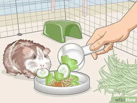 Image titled Teach Your Guinea Pig to Come when Called Step 2