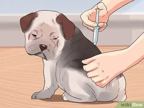 Image titled Prevent Hookworms in Dogs Step 1