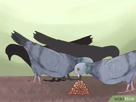 Image titled Tame Pigeons to Be out of Cage Permanently Step 14