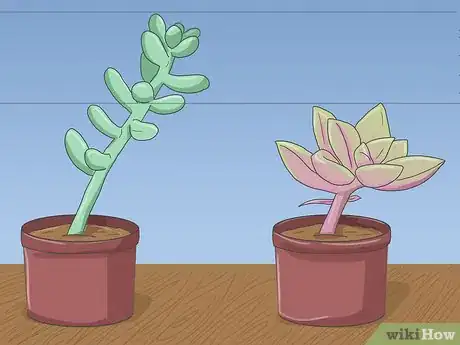 Image titled Make a Succulent Boutonniere Step 2