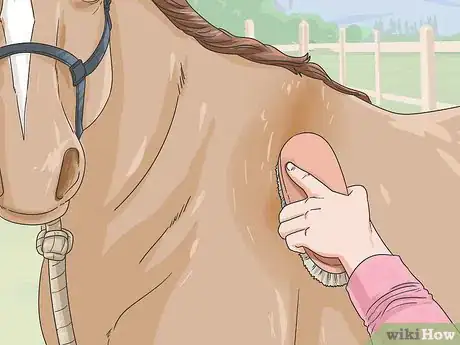 Image titled Clean a Horse Step 4