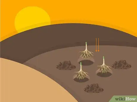 Image titled Grow Stargazer Lilies Step 09