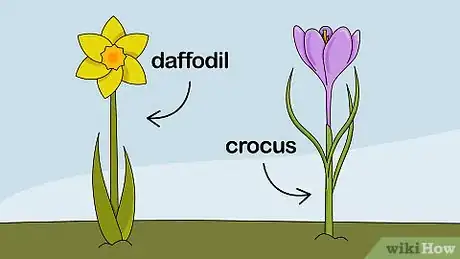 Image titled Plant Flower Bulbs Step 2