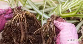 Divide a Spider Plant