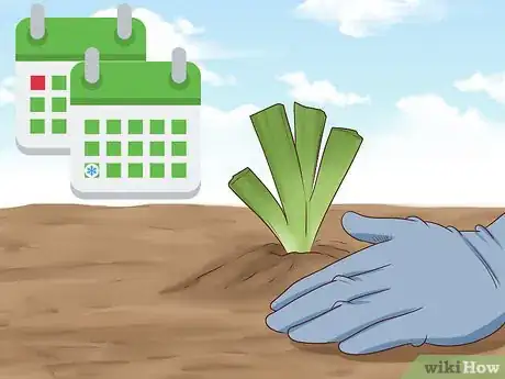 Image titled Grow Orris Root Step 4