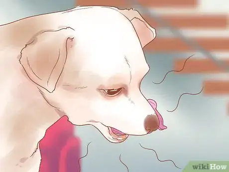 Image titled Know When Your Dog is Sick Step 1
