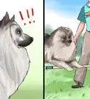 Identify a Keeshond