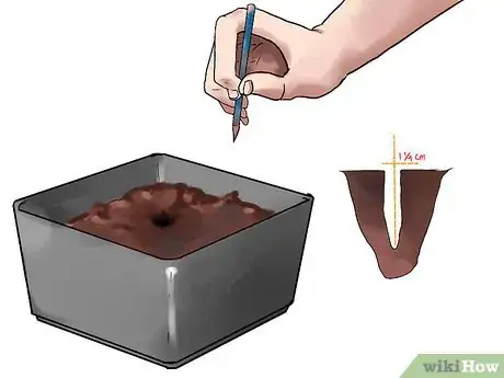 Image titled Grow Eggplants in Pots Step 9