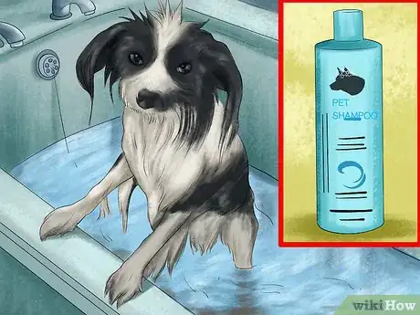 Image titled Care for Papillons Step 5