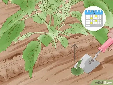 Image titled Grow Vegetables in New England Step 20