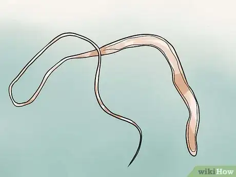 Image titled Prevent Whipworms in Dogs Step 6