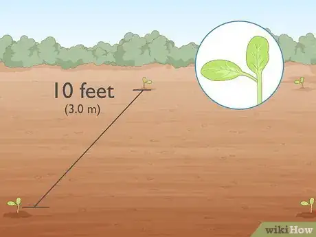 Image titled Grow Giant Vegetables Step 11