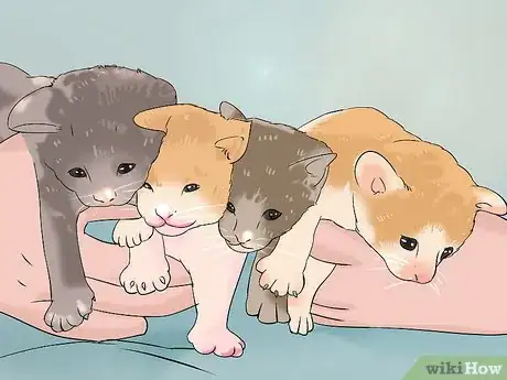 Image titled Choose a Perfect Kitten for You Step 1