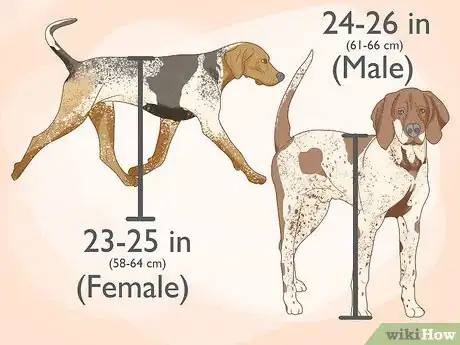 Image titled Identify an American English Coonhound Step 1