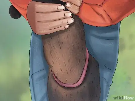 Image titled Tell if a Goat Is Pregnant Step 9