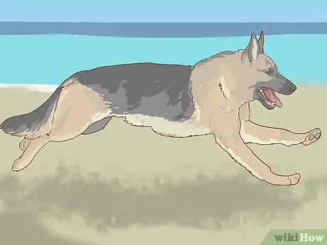 Image titled Feed an Older Dog with Heart Disease Step 7