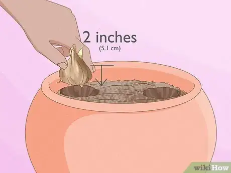 Image titled Plant Freesia Bulbs in Containers Step 5