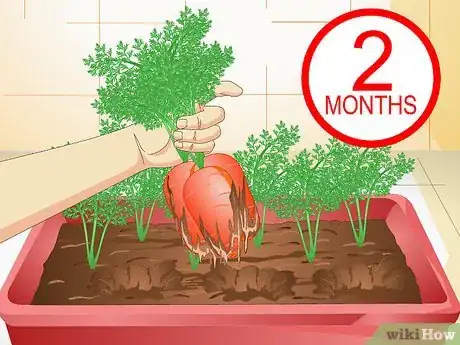 Image titled Grow Carrots in Pots Step 19