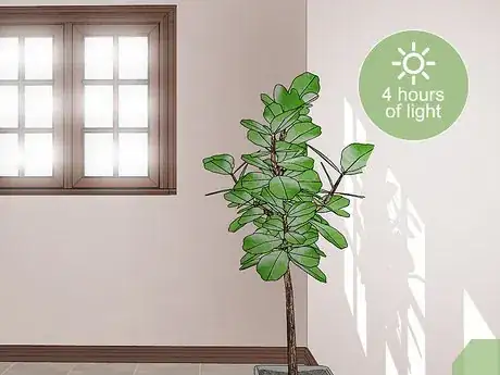 Image titled Care for a Fiddle Leaf Fig Step 1