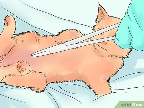 Image titled Diagnose and Treat Chylothorax in Cats Step 11