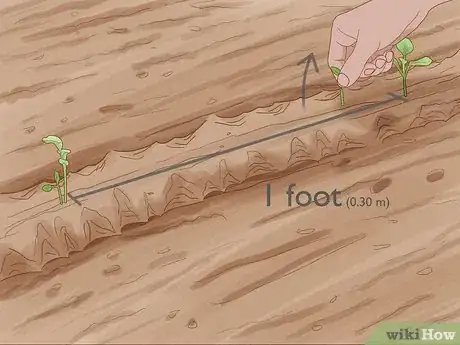 Image titled Grow Vegetables in New England Step 17