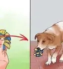 Make a Fun Toy for Your Small Dog