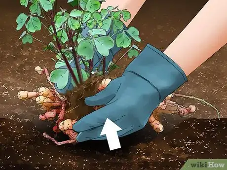 Image titled Grow Oca Step 11