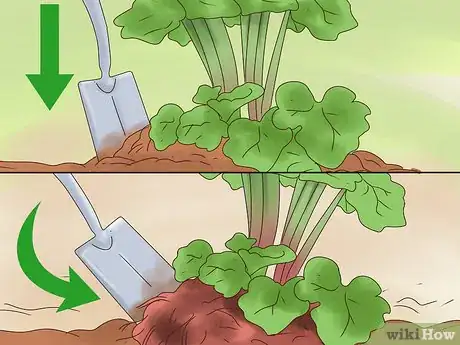 Image titled Divide Rhubarb Plants Step 5