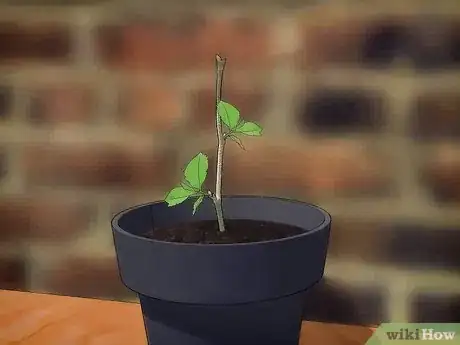 Image titled Grow Snowball Trees Step 15