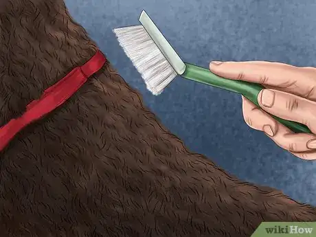 Image titled Brush an Irish Water Spaniel Step 8