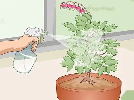 Image titled Care for a Bleeding Heart Step 11