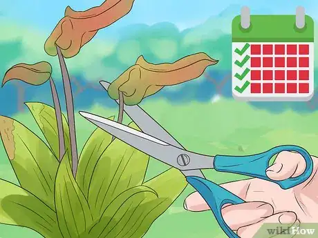 Image titled Maintain a Planter Step 10