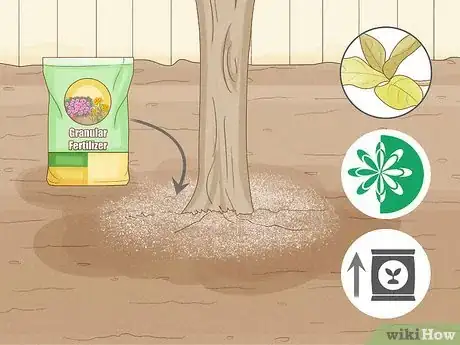 Image titled Keep a Pear Tree Healthy Step 7